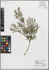 Foto von Salix repens L.